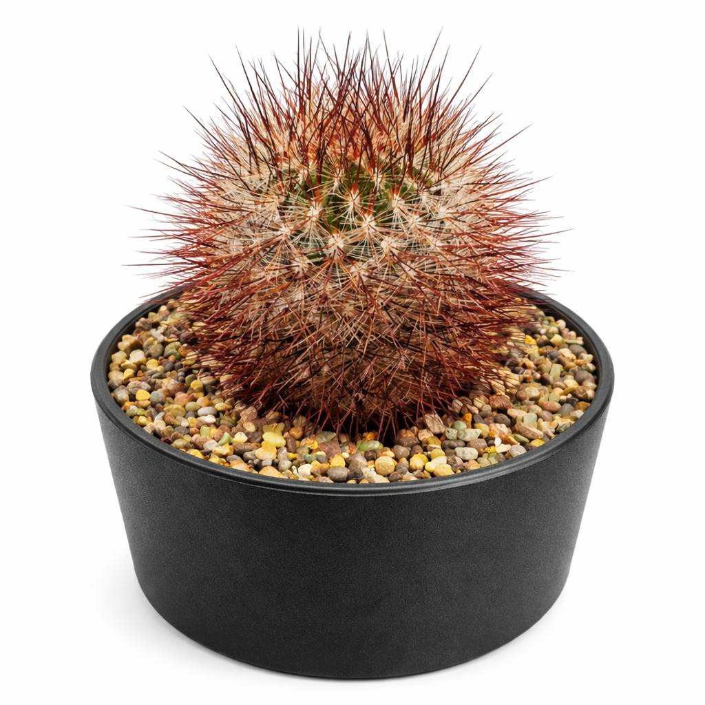 Sulcorebutia glomerispina small round cactus with dense reddish spines in black pot