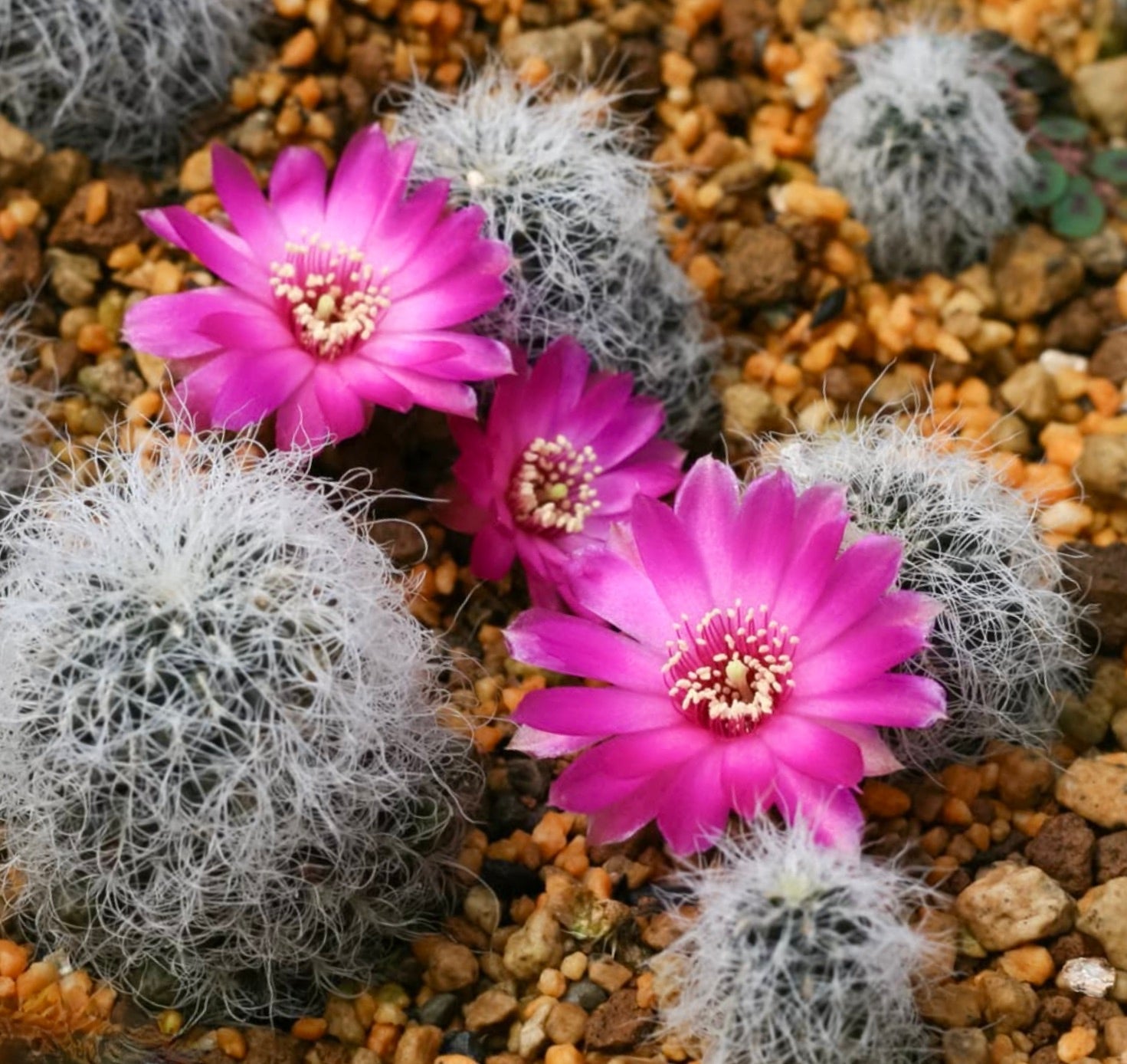 Sulcorebutia hertusii small round cactus with white spines and bright pink flowers on gravel