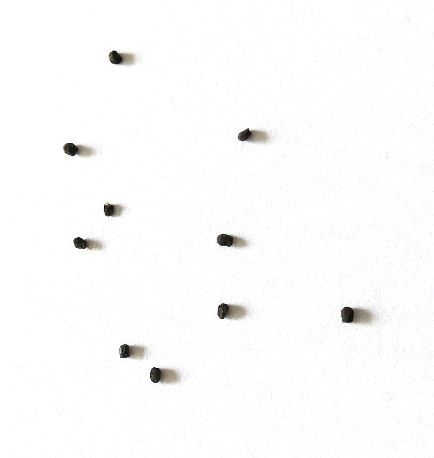 Sulcorebutia hoffmanniana small cactus seeds on white background for planting
