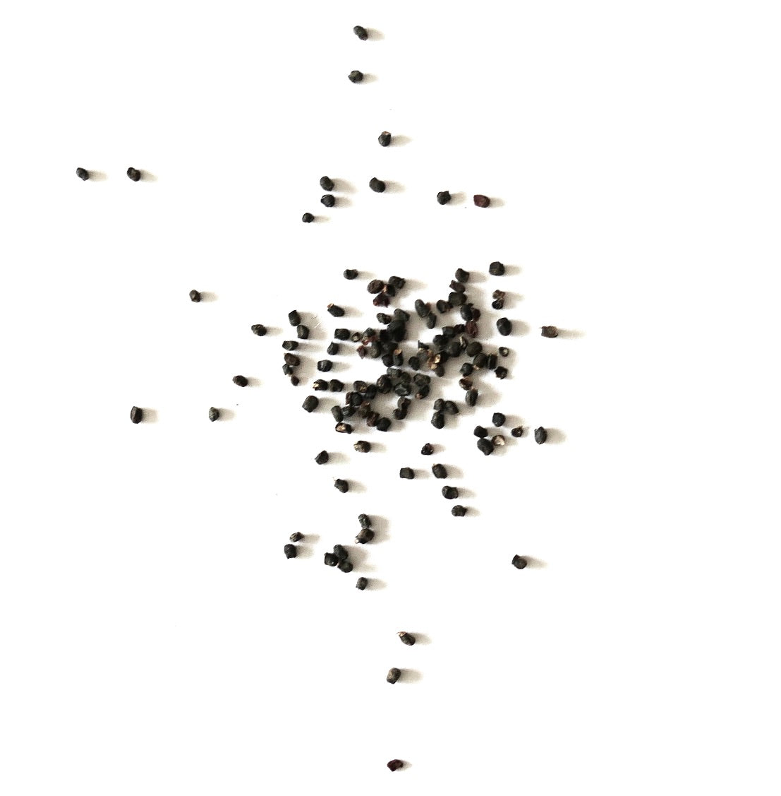 Sulcorebutia hoffmanniana small black cactus seeds scattered on white background