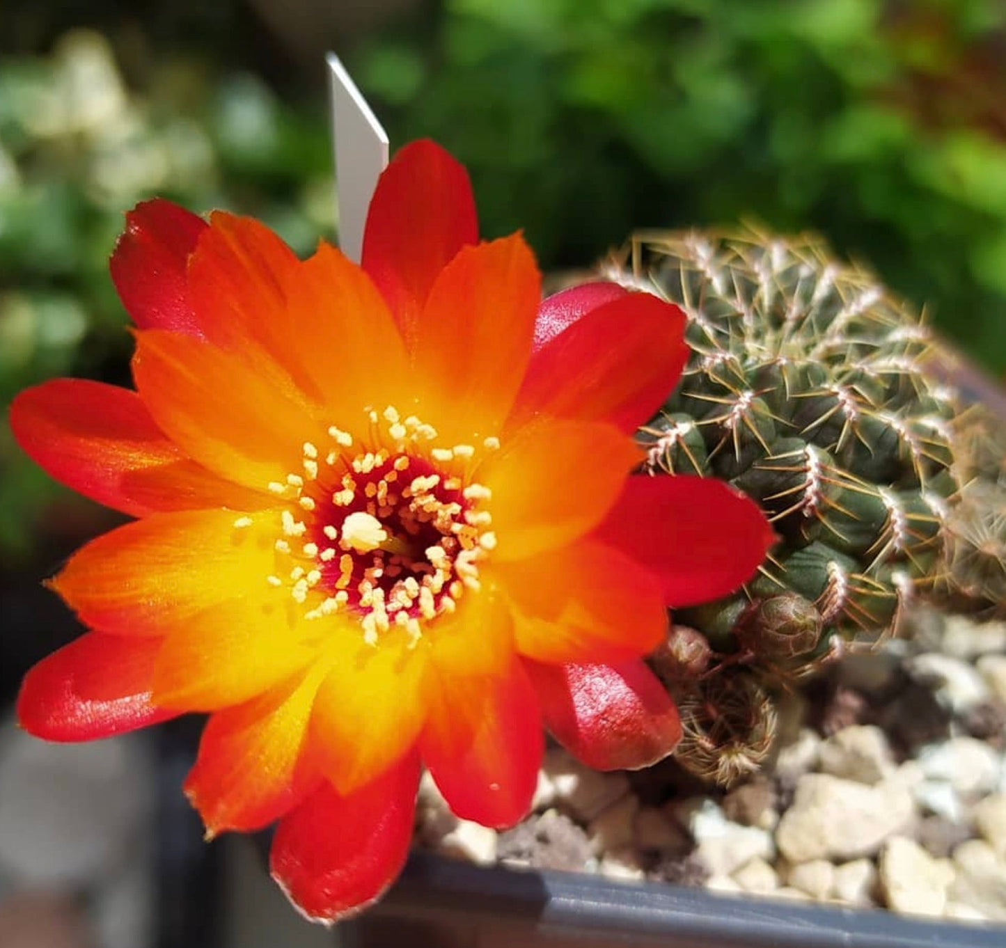 Sulcorebutia hoffmanniana cactus with vibrant orange and red flower in pot