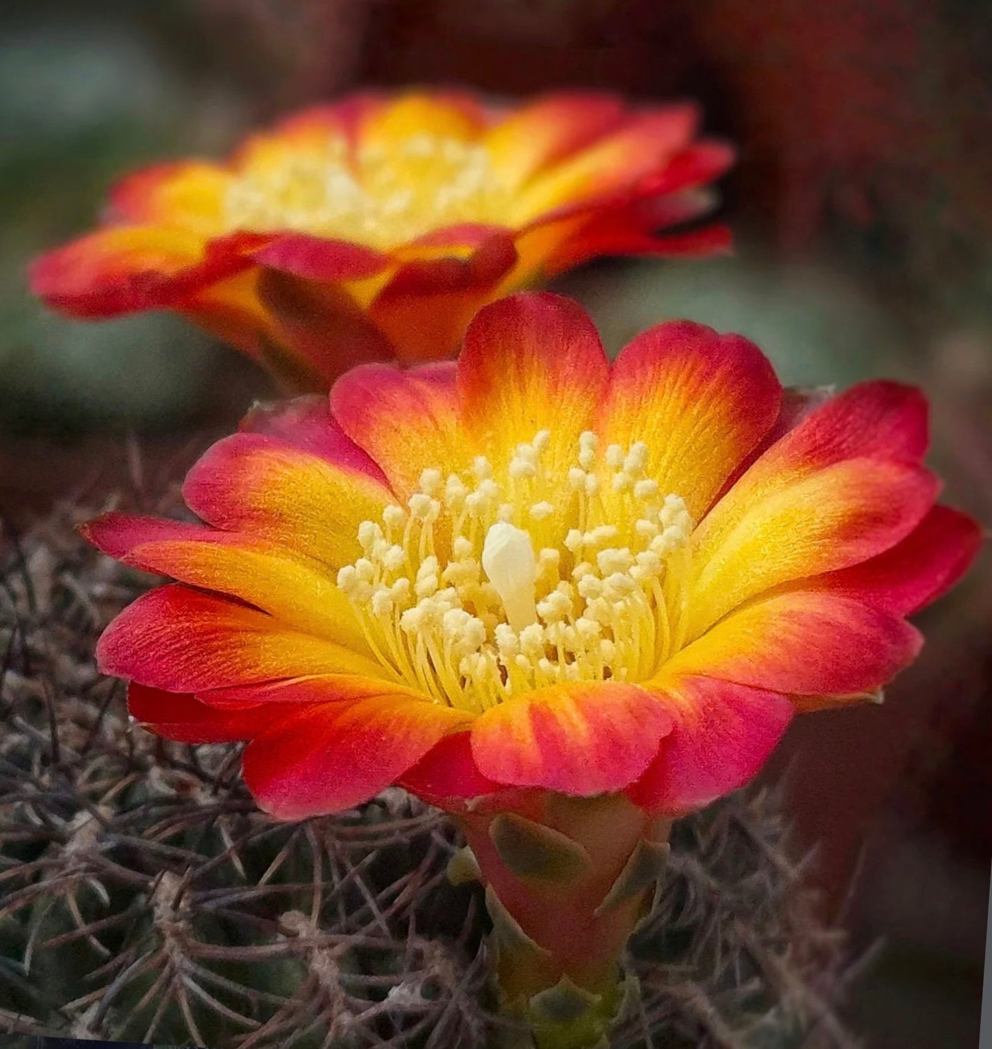 Sulcorebutia hoffmanniana cactus with vibrant yellow and red gradient flowers in bloom