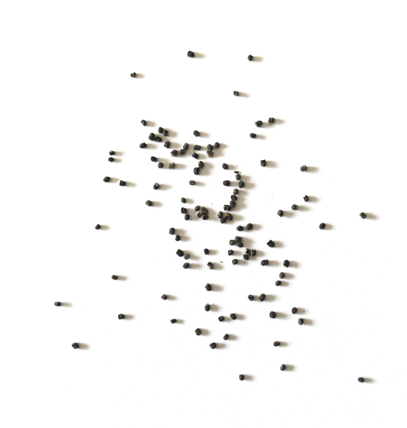 Sulcorebutia mentosa small black cactus seeds scattered on white background