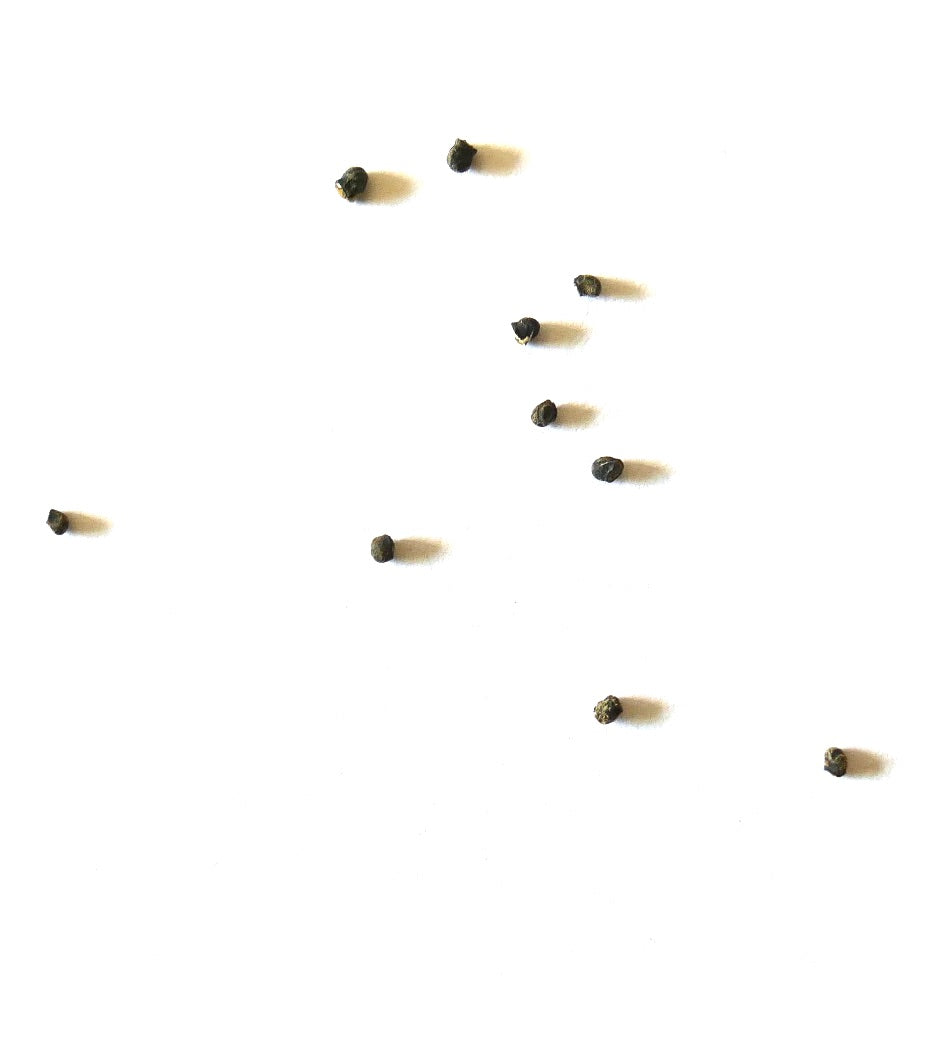 Sulcorebutia mentosa cactus seeds scattered on white background for planting
