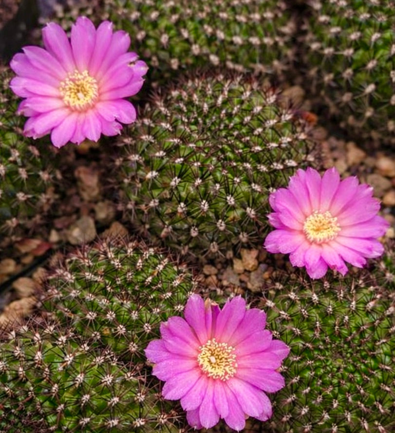 Sulcorebutia mentosa small green cactus with pink flowers and fine spines succulent