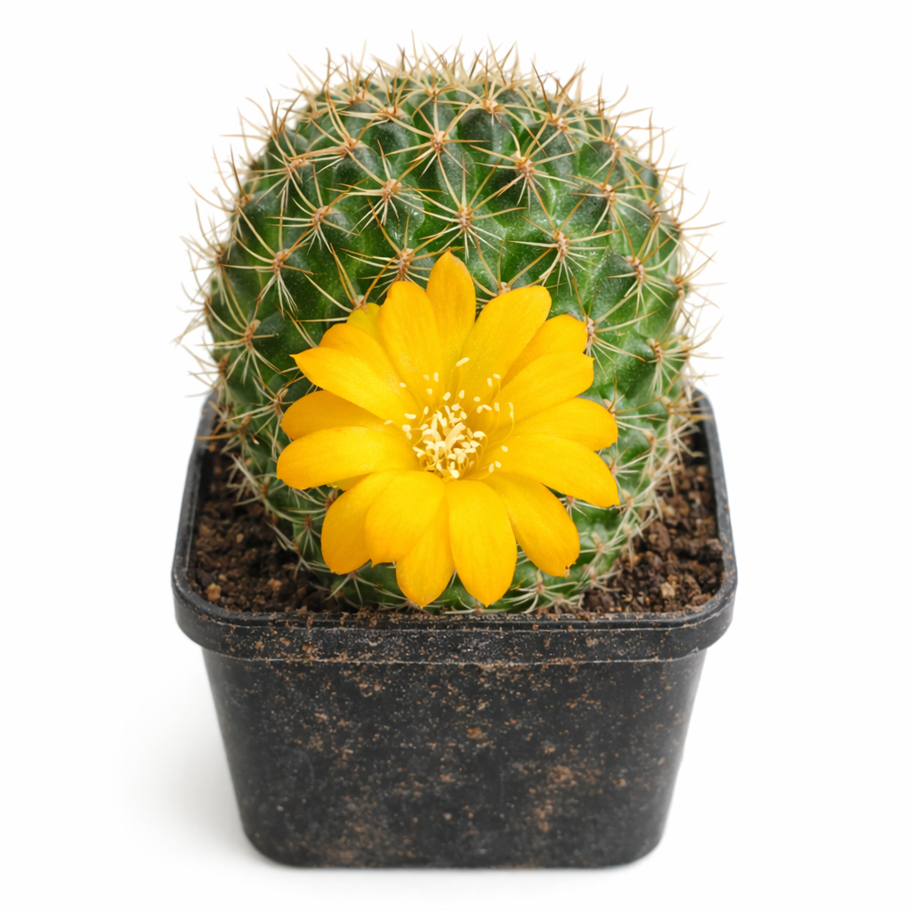 Sulcorebutia muschii piccolo cactus rotondo con fiore giallo in vaso nero