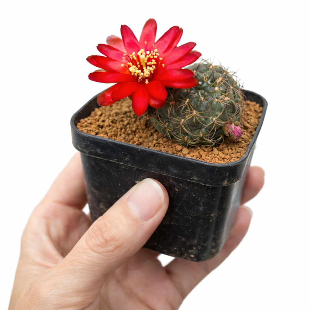Sulcorebutia tarijensis piccolo cactus con fiore rosso brillante in vaso nero tenuto in mano