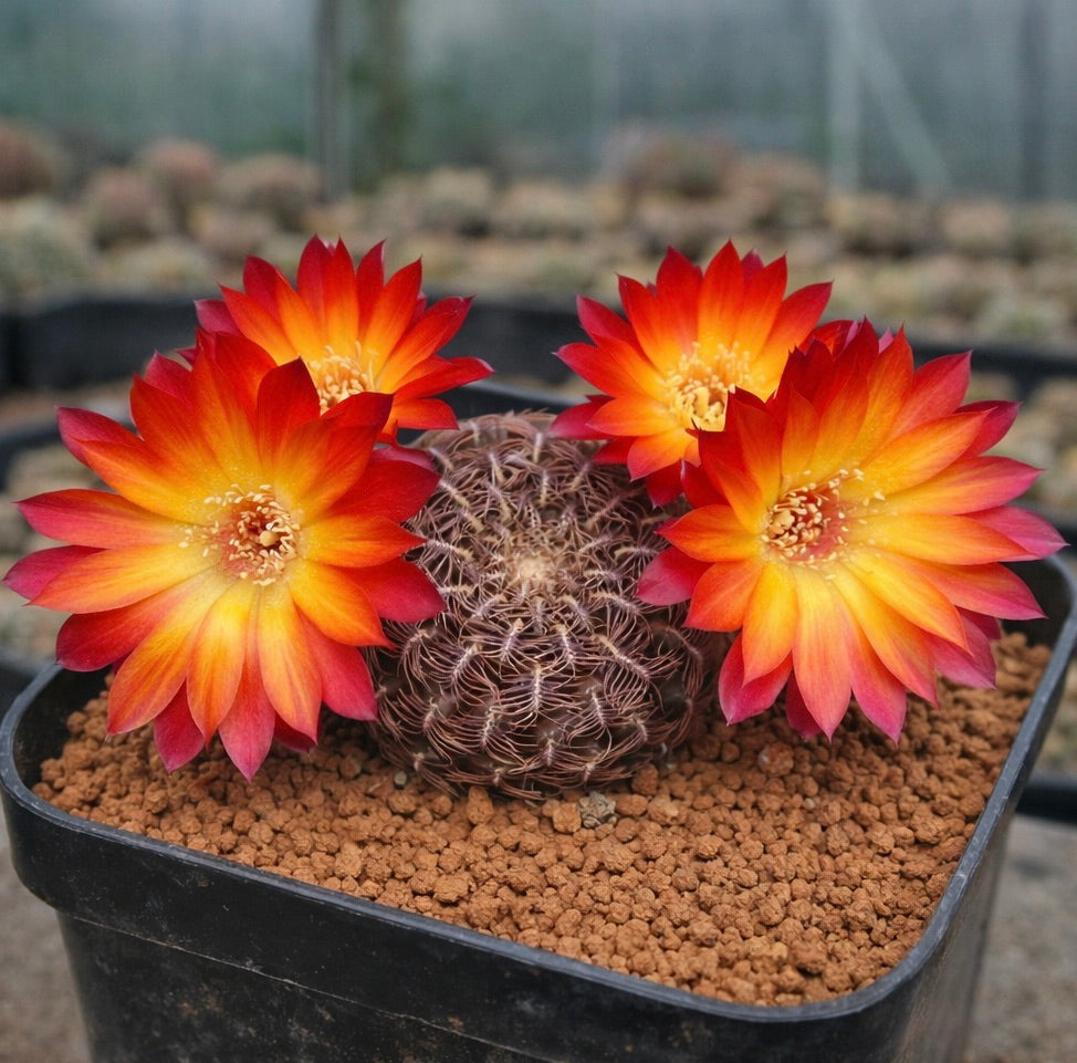 Sulcorebutia vanbaelii cactus with vibrant orange and yellow flowers in black pot