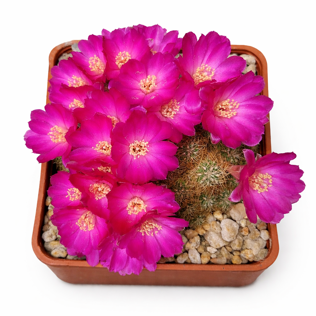 Sulcorebutia vasqueziana cactus with vibrant magenta flowers in small square pot