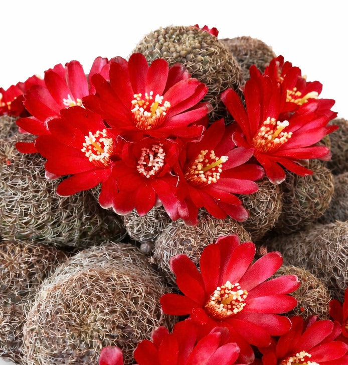 Cactus Sulcorebutia verticillacantha con fiori rosso acceso e spine fitte