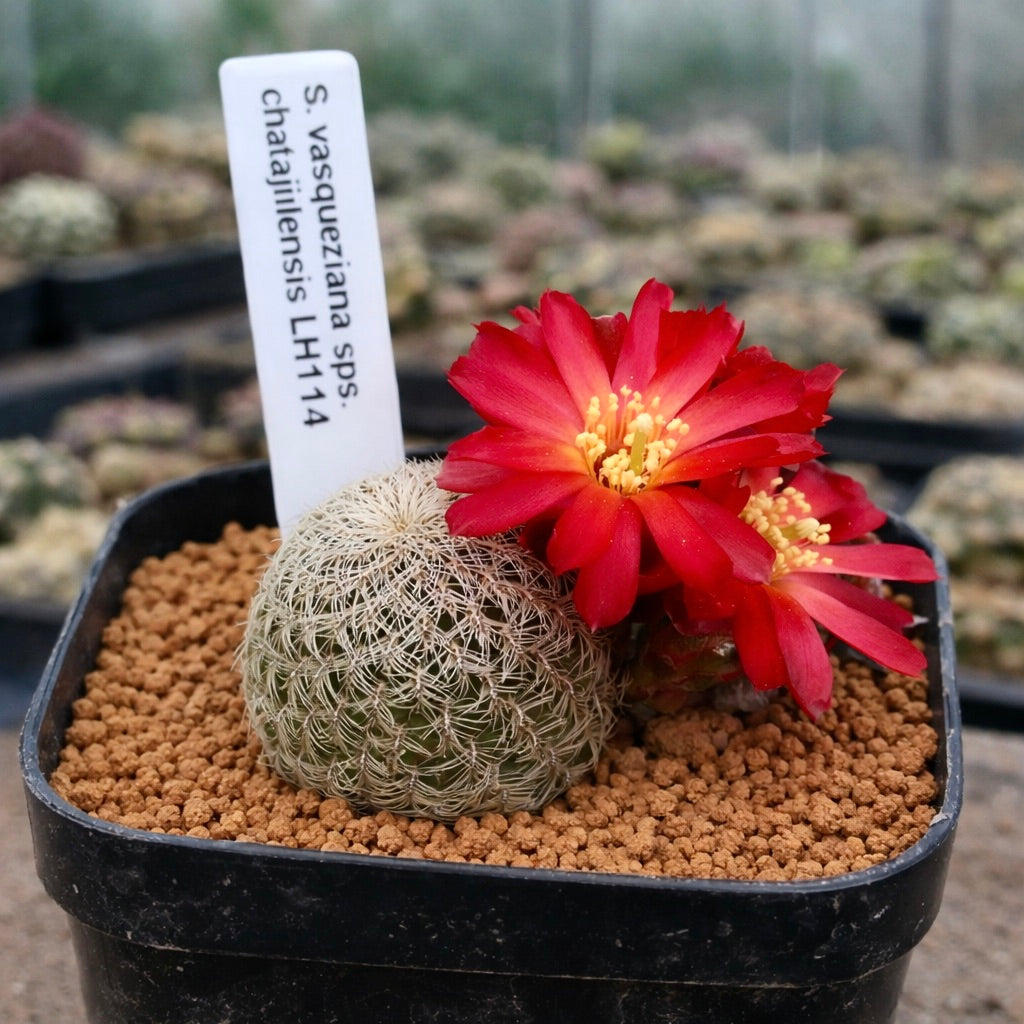 Sulcorebutia vasqueziana ssp. chatajillensis cactus with bright red flowers in black pot