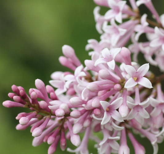 Syringa tomentella subsp. yunnanensis delicate pink and white tubular flowers cluster close-up