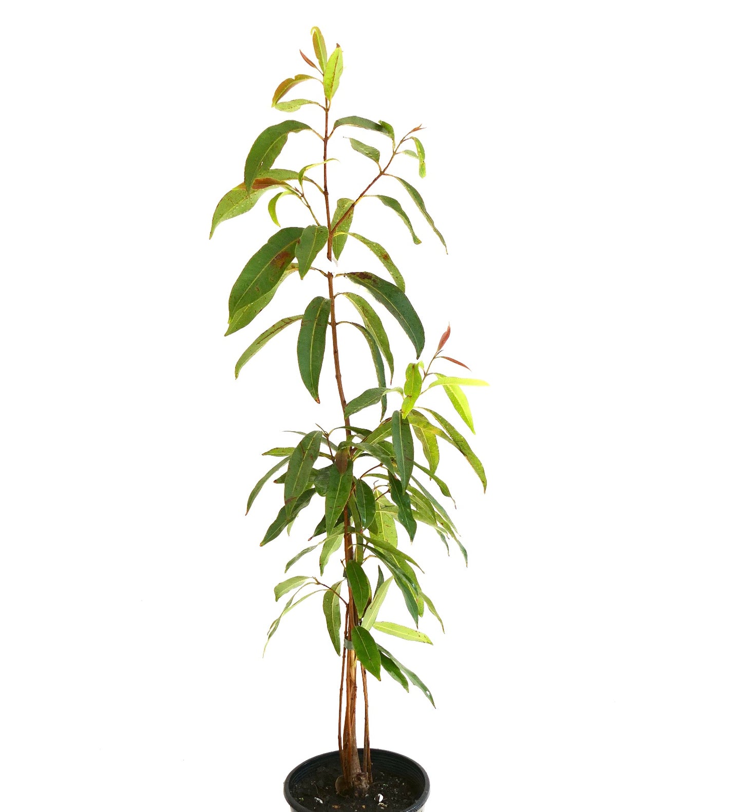 Syzygium malaccense giovane albero slanciato con foglie verdi allungate in vaso nero