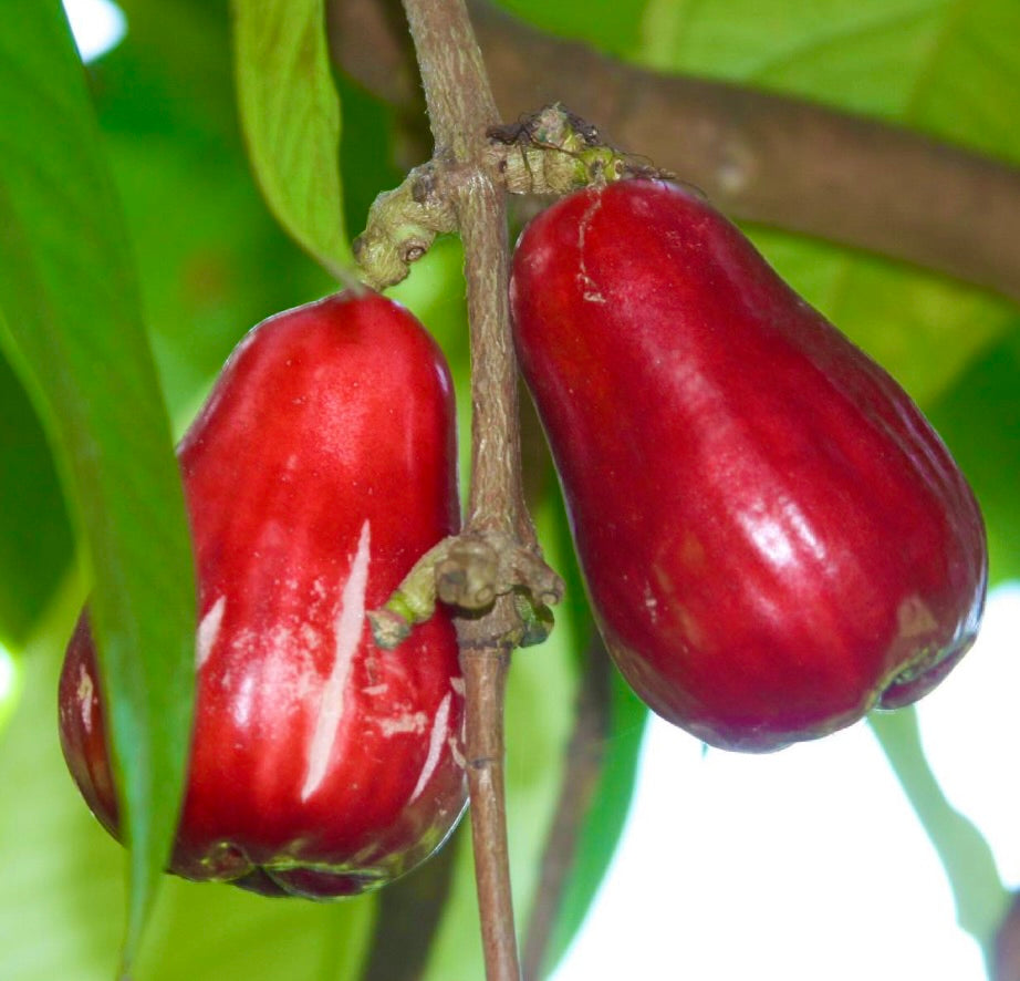 Frutto maturo e lucido rosso di Syzygium malaccense appeso al ramo dell'albero con foglie verdi