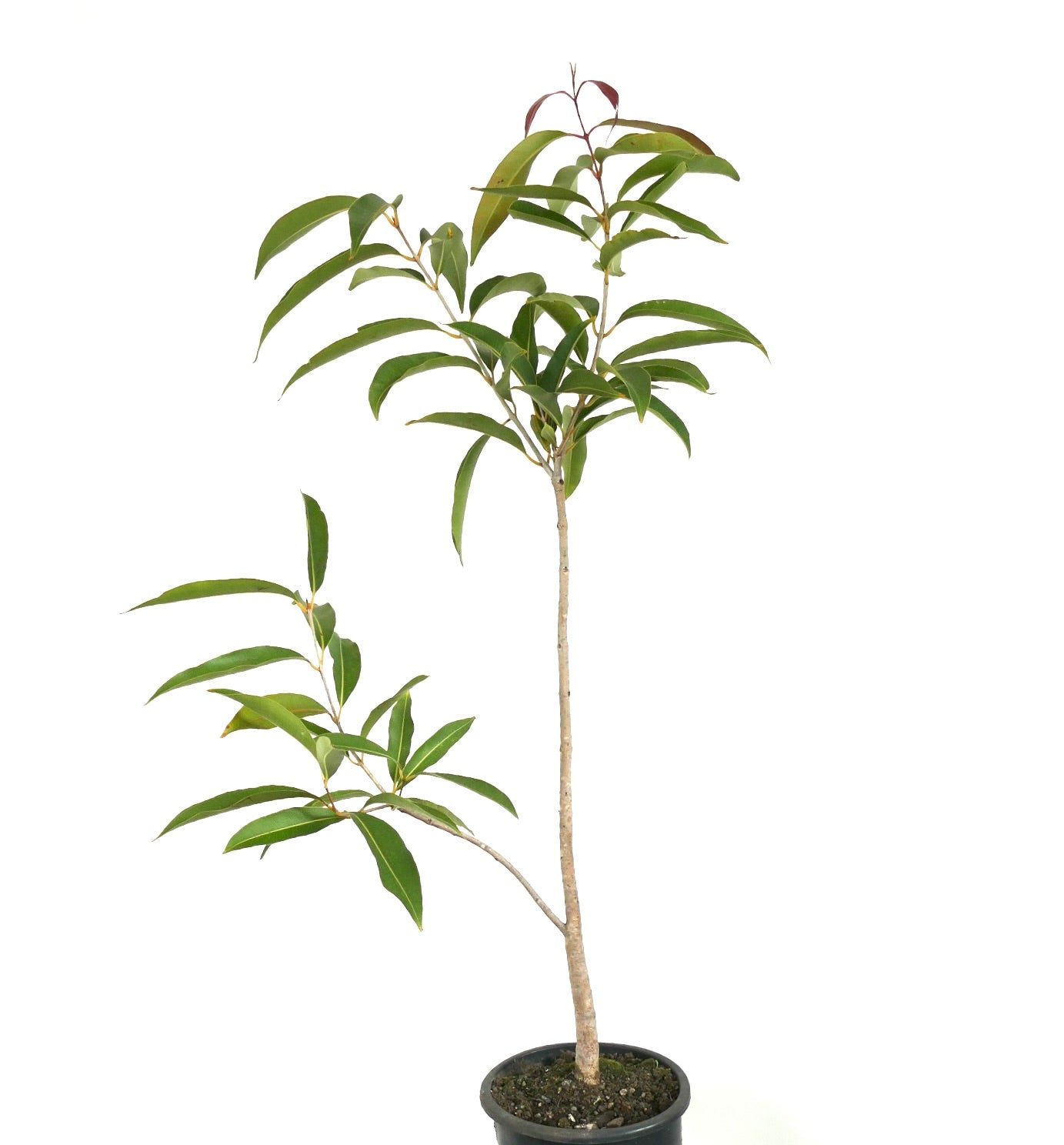 Albero giovane di Syzygium malaccense con tronco snello e foglie verdi allungate in vaso