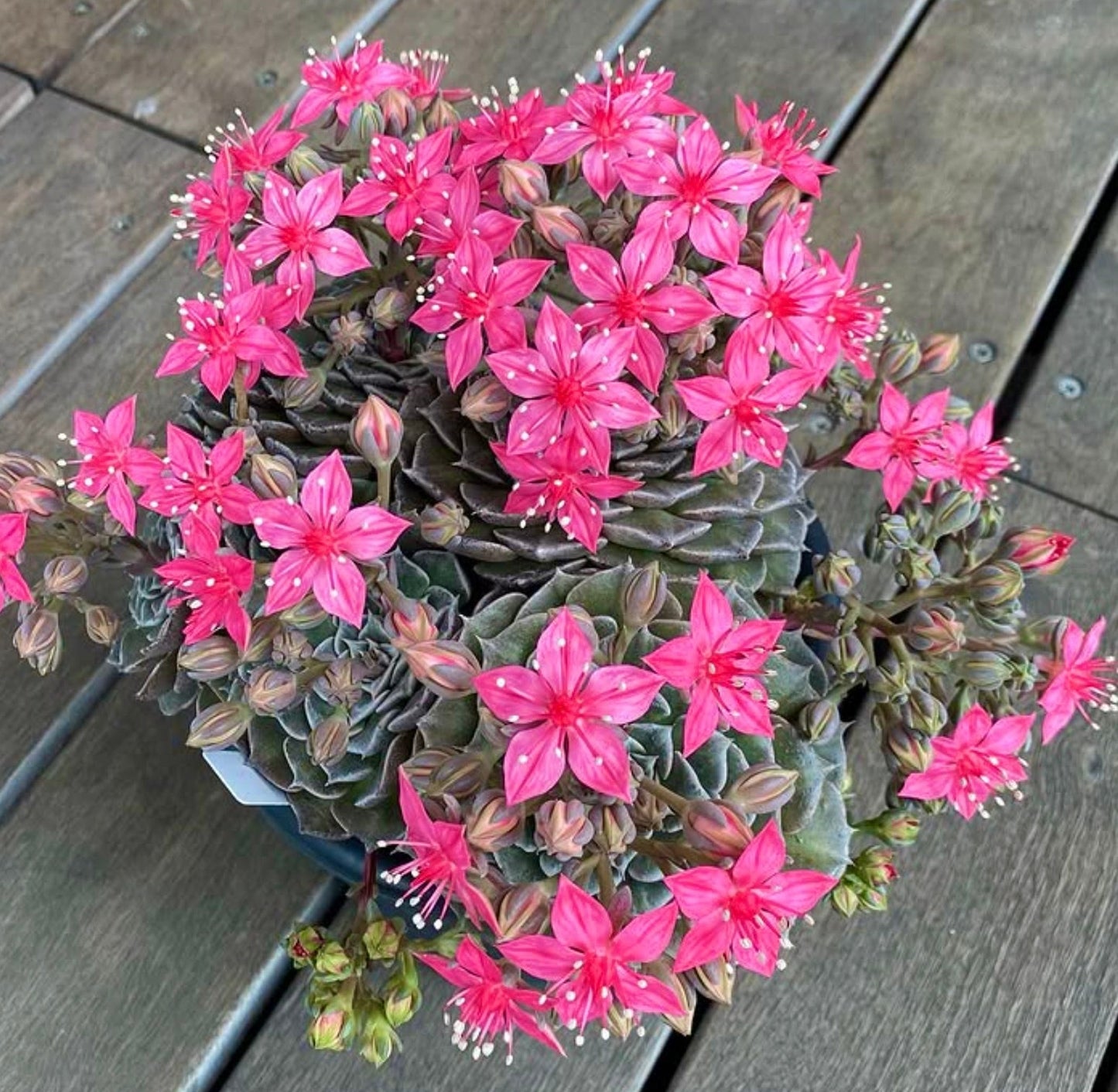 Tacitus bellus succulenta con fiori rosa a forma di stella e foglie a rosetta