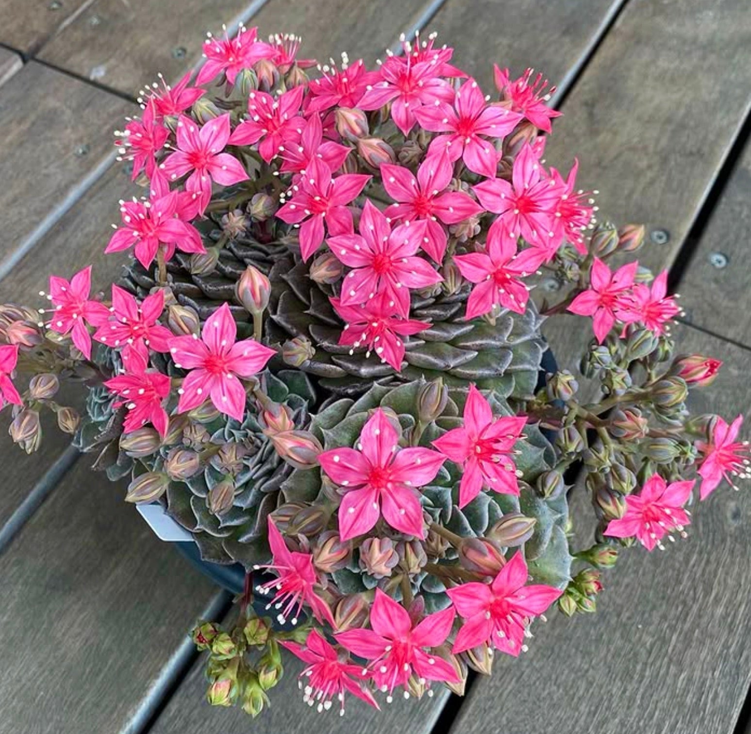 Tacitus bellus succulent with rosette leaves and bright pink star-shaped flowers in bloom