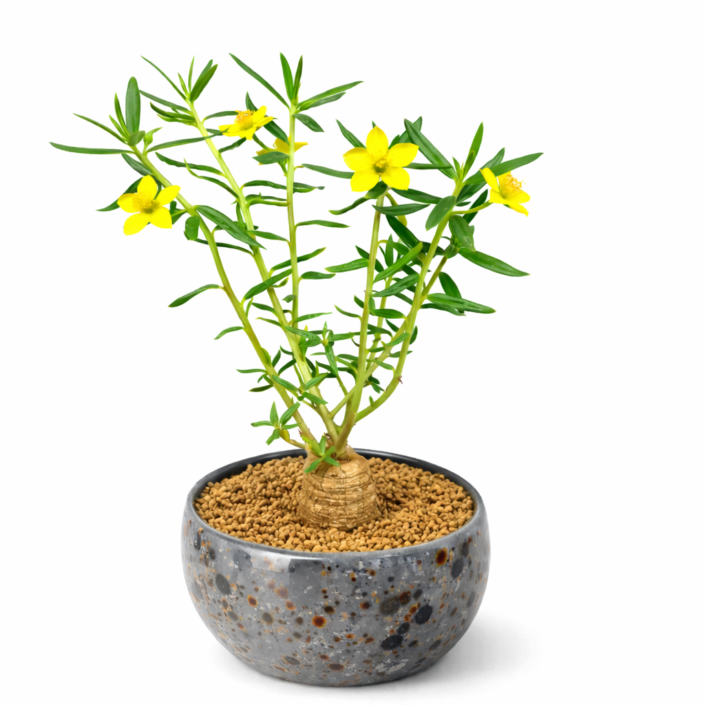 Pianta succulenta Talinum caffrum con fiori gialli in vaso di ceramica maculata