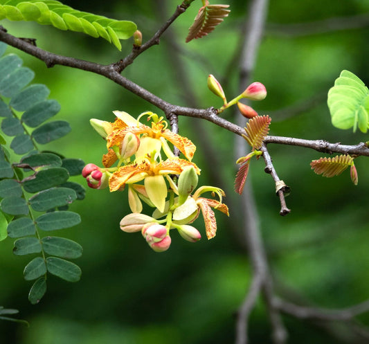 Tamarindus indica flowering branch with yellow and orange blossoms and green pinnate leaves