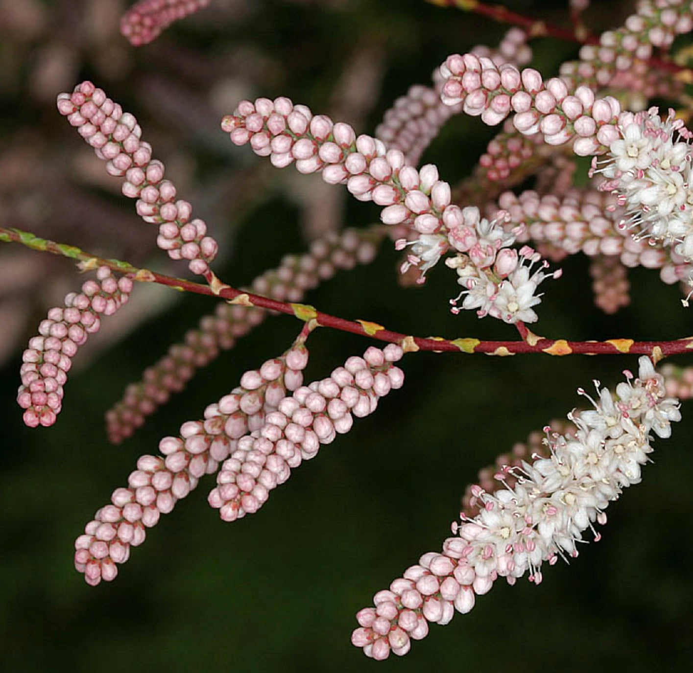 Tamarix gallica delicati fiori rosa e bianchi raggruppati su sottili steli rossastri