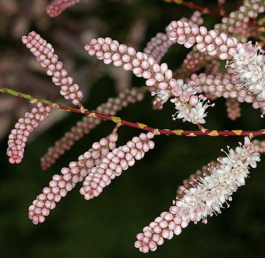 Tamarix gallica delicati fiori rosa e bianchi raggruppati su sottili steli rossastri