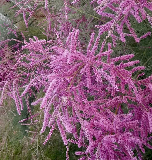 Tamarix ramosissima flowering shrub with dense pink feathery blossoms and fine green foliage