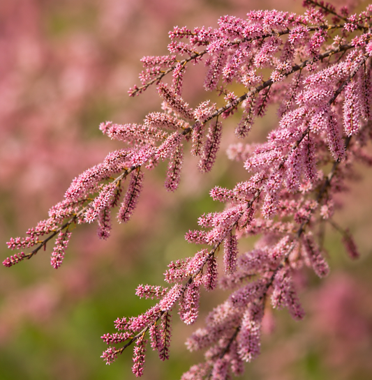 Tamarix tetrandra delicate pink flowering branches in soft focus background
