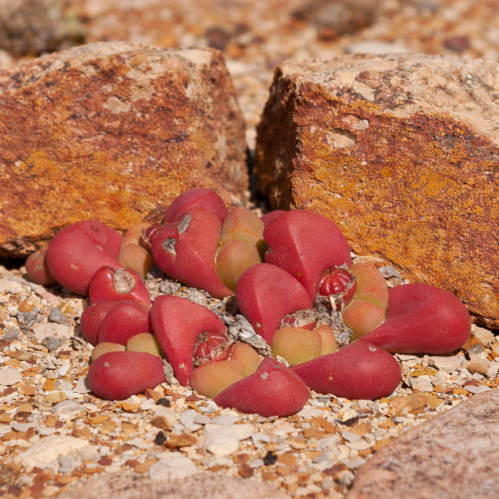 Tanquana prismatica succulenta con foglie carnose rosse e verdi che crescono tra le rocce