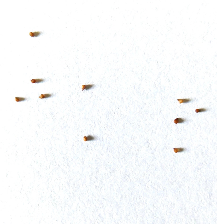 Tanquana prismatica small brown succulent seeds on white background