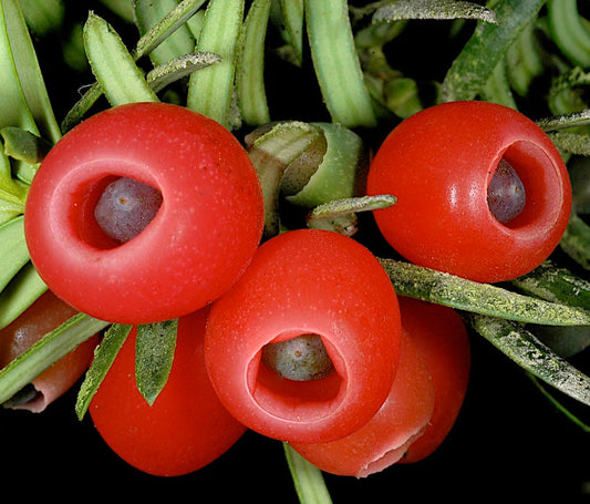 Taxus baccata 10-20cm | Yew | English yew