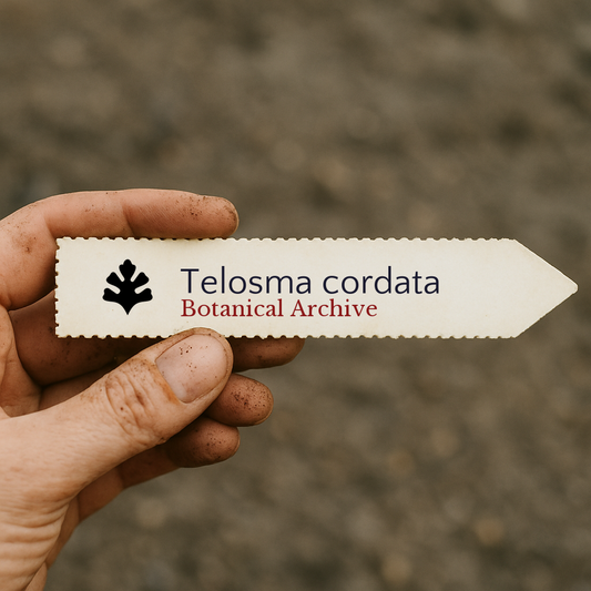 Printed plant label for Telosma cordata held by hand with soil background