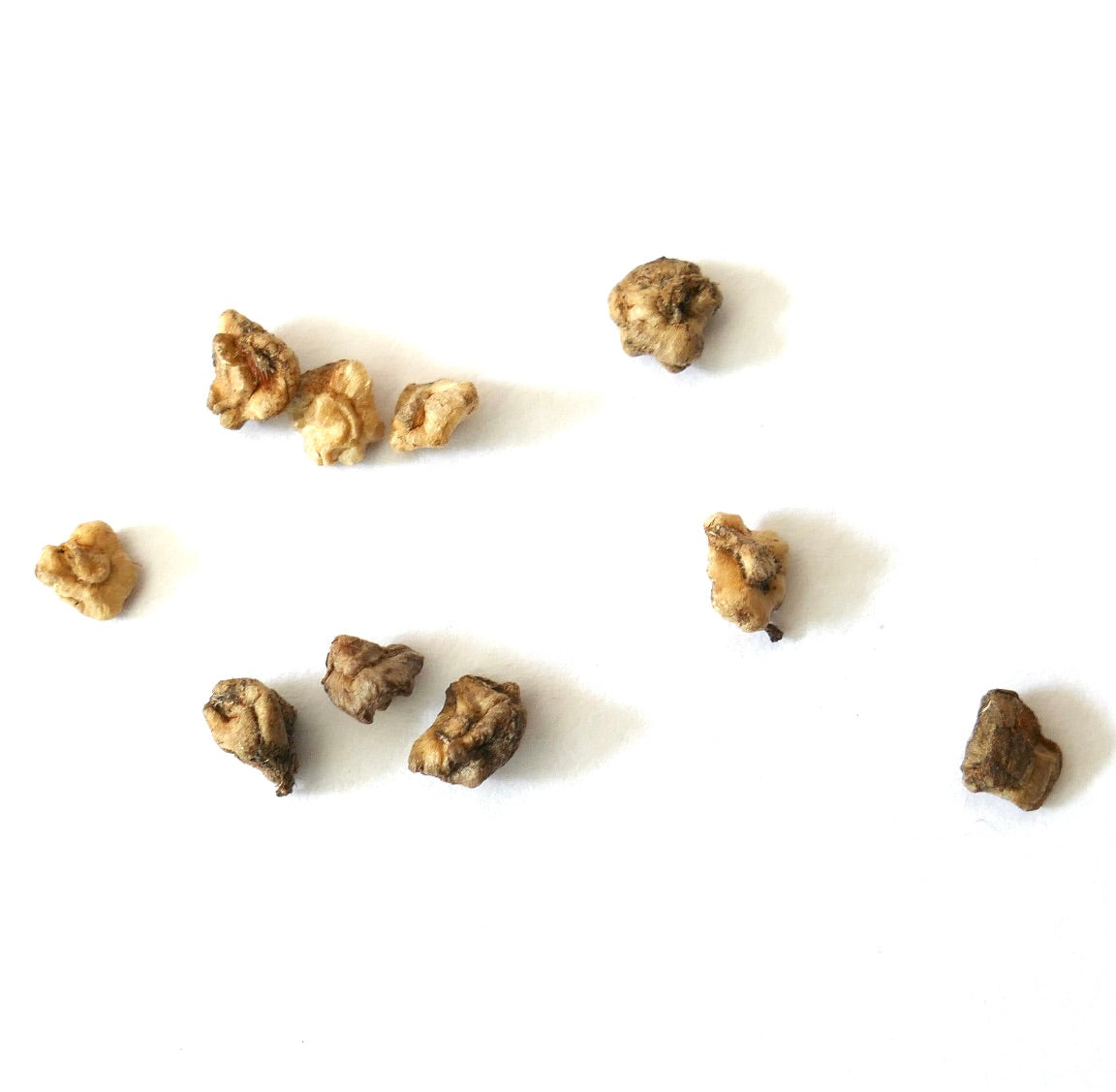 Tephrocactus articulatus var. polyacanthus cactus seeds scattered on white background