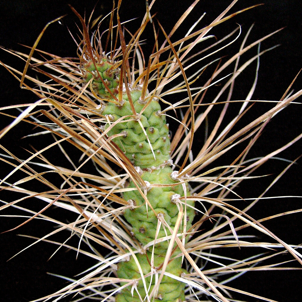 Tephrocactus articulatus var. polyacanthus rare cactus with green segmented stems and long brown spines