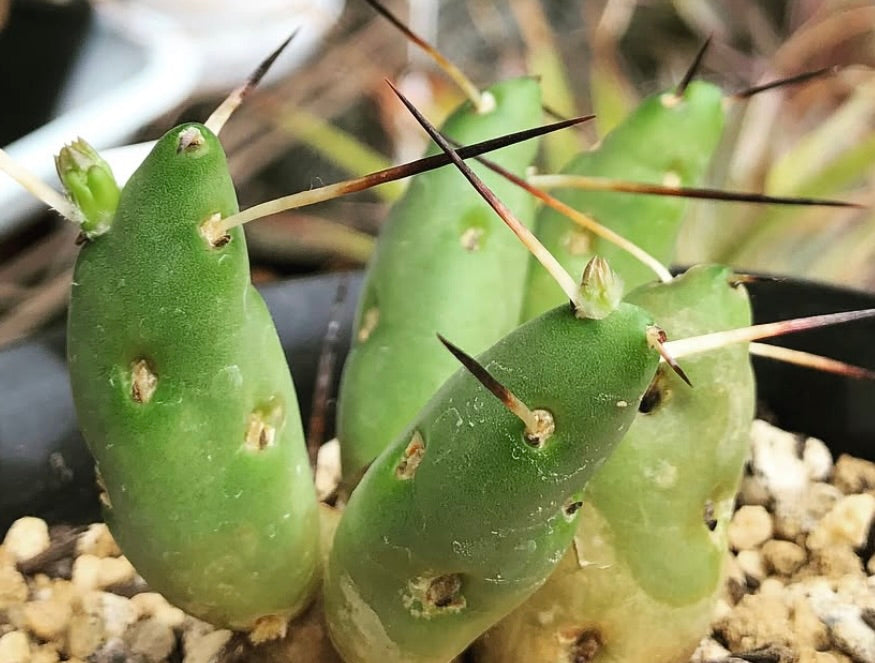 Tephrocactus boliviensis young succulent cactus with green segmented stems and long spines