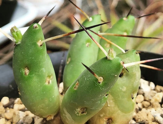 Tephrocactus boliviensis giovane cactus succulento con fusti segmentati verdi e spine lunghe