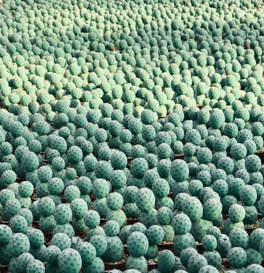 Tephrocactus geometricus dense cluster of small blue-green ball-shaped cacti with textured surface