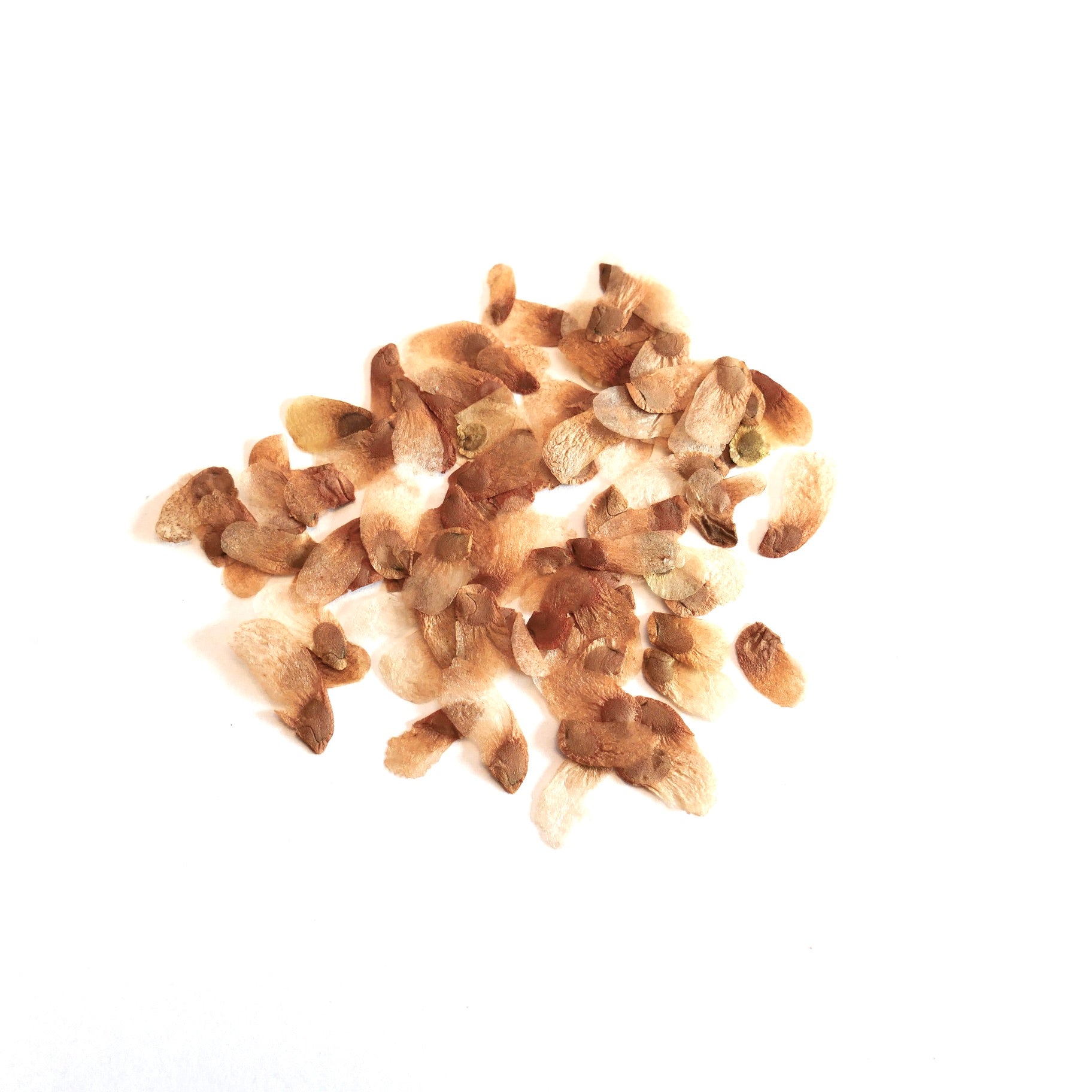 Testudinaria elephantipes dry seeds for succulent plant propagation on white background