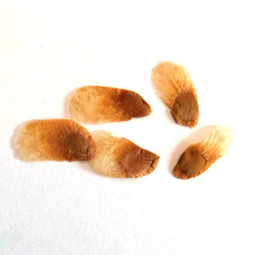 Testudinaria elephantipes plant seeds with papery wings on white background