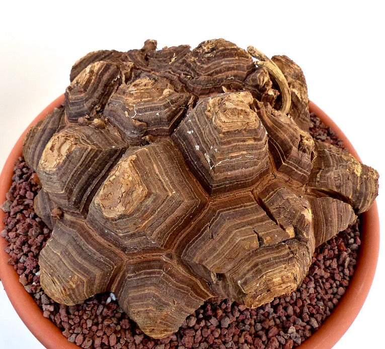 Testudinaria elephantipes rare succulent caudex with woody textured surface in pot