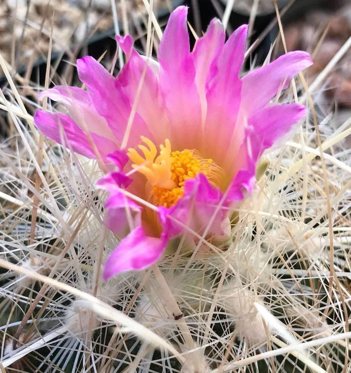 Thelocactus argenteus cactus con fiore rosa e fitte spine bianche in primo piano
