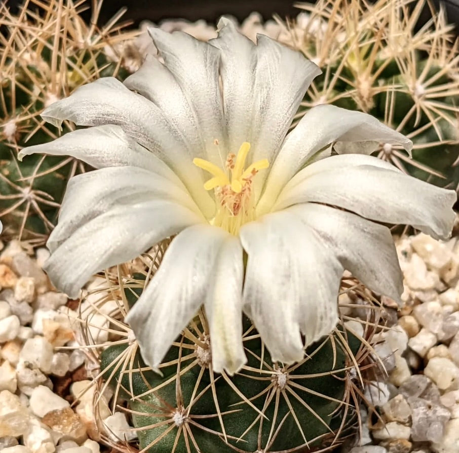 Thelocactus bicolor var. albiflorus cactus con grande fiore bianco e corpo verde spinoso