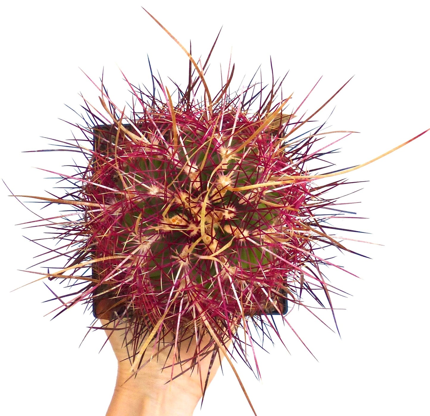 Thelocactus bicolor var. pottsii cactus with vibrant red and yellow spines held in hand
