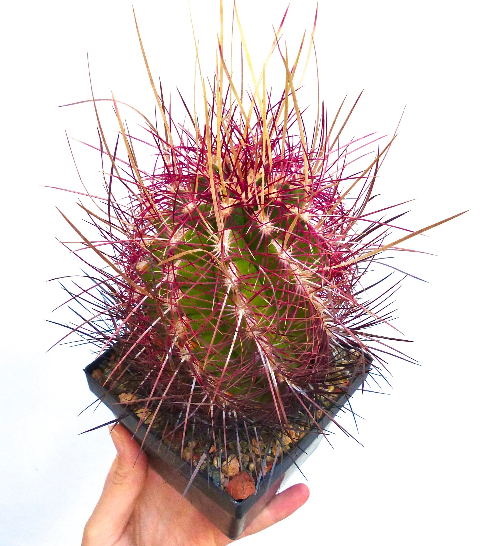 Thelocactus bicolor var. pottsii green cactus with dense long reddish spines in small black pot
