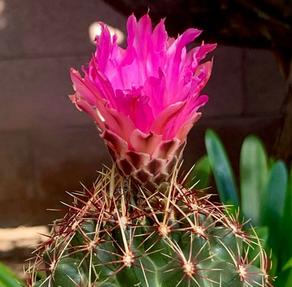 Thelocactus bueckii cactus with bright pink flower and sharp spines close-up
