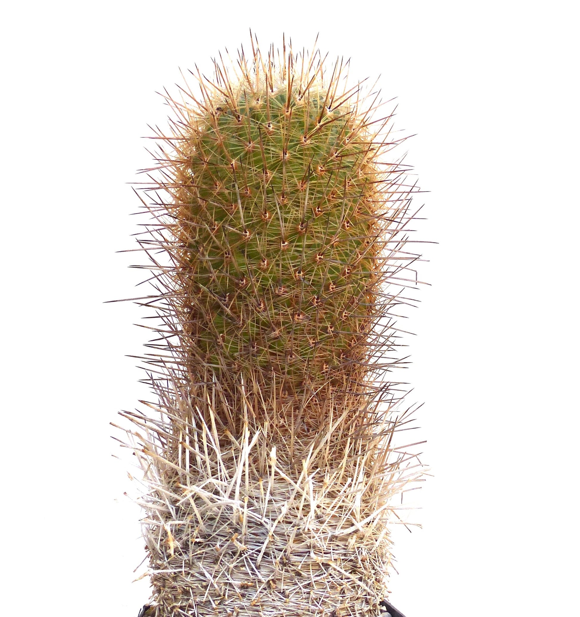 Thelocactus conothelos rare cactus with dense spines and cylindrical green stem