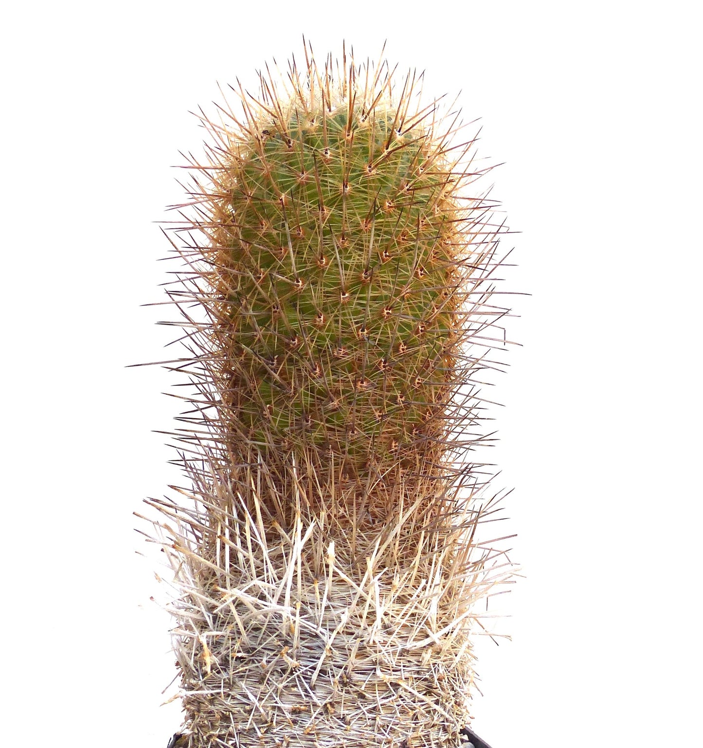 Thelocactus conothelos rare cactus with dense long spines and cylindrical green stem