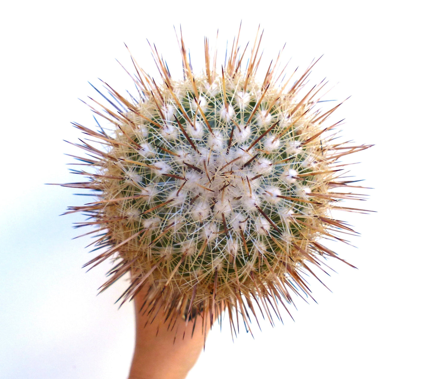 Thelocactus conothelos spiny round cactus with dense white areoles and long brown spines held in hand