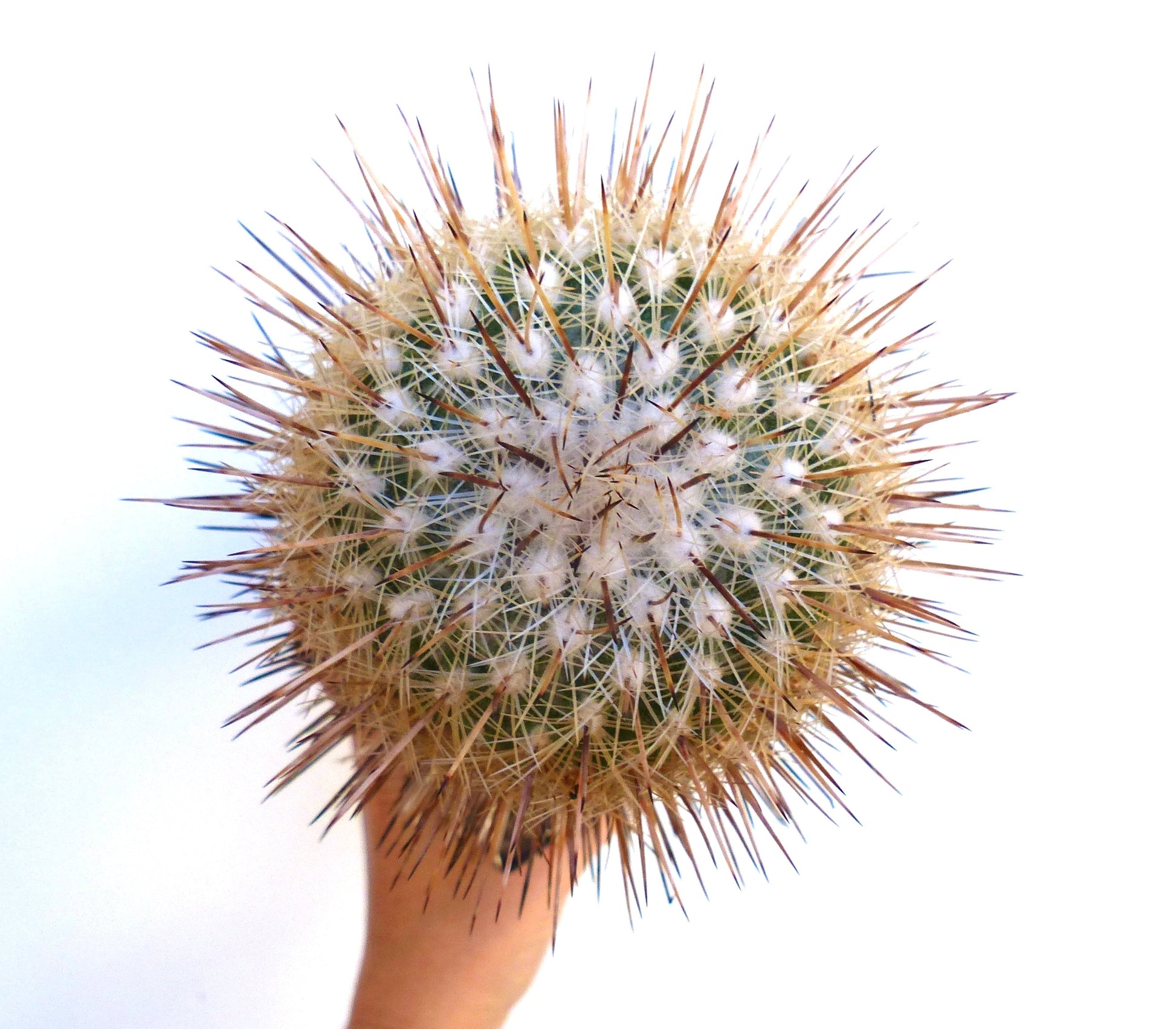 Thelocactus conothelos spiny round cactus with dense white areoles and long brown spines held in hand