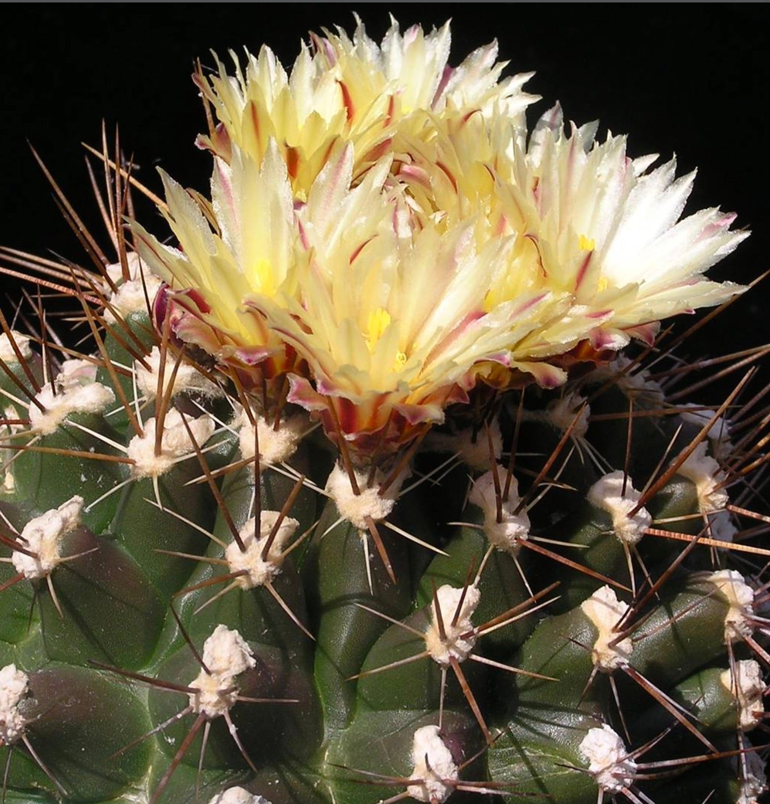 Il cactus Thelocactus flavus con fiori gialli spinosi e corpo scuro verde a costole