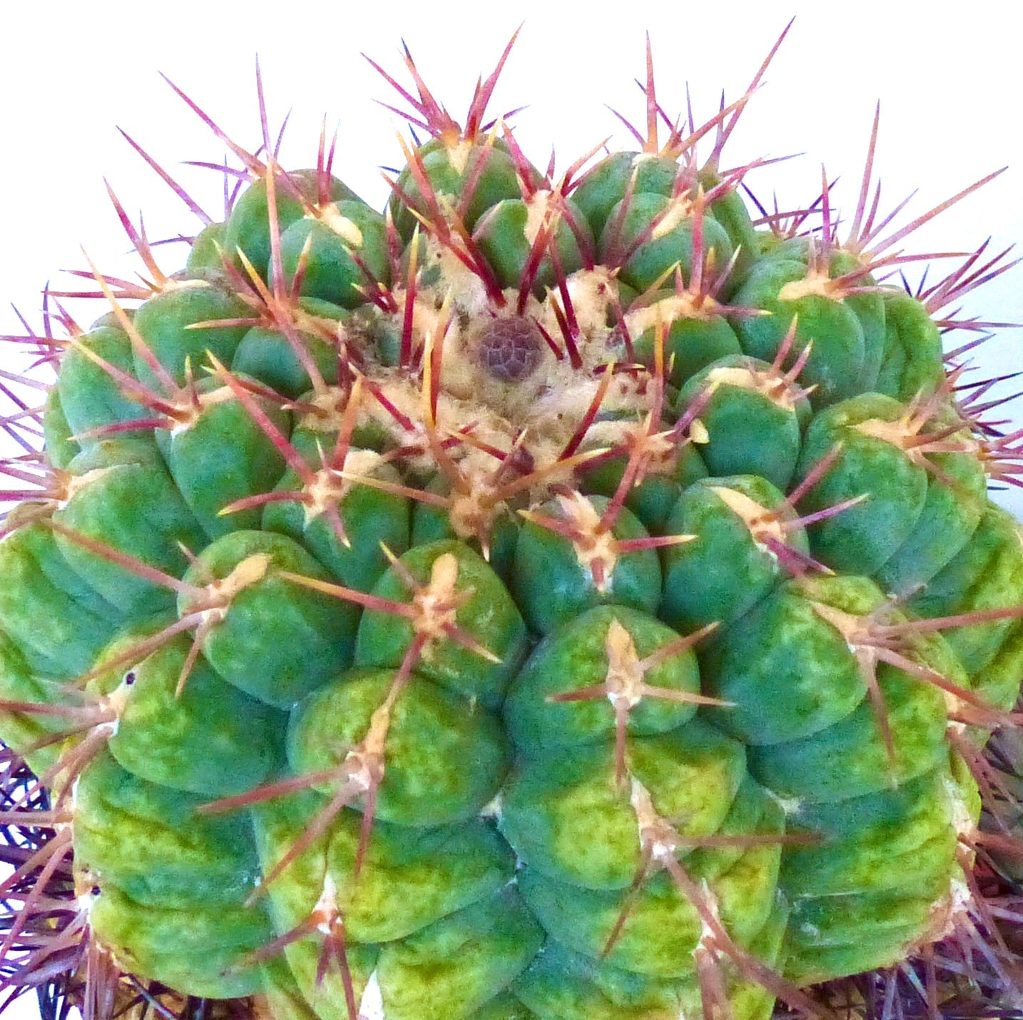 Thelocactus heterochromus var. bolansis green cactus with dense reddish spines and ribbed structure
